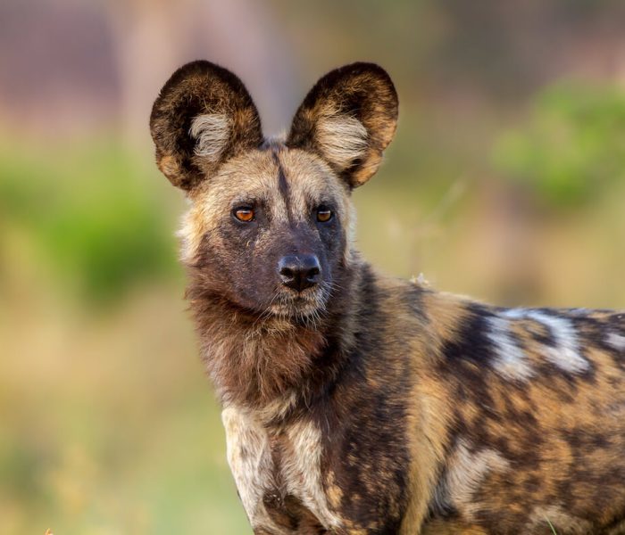 wild dog